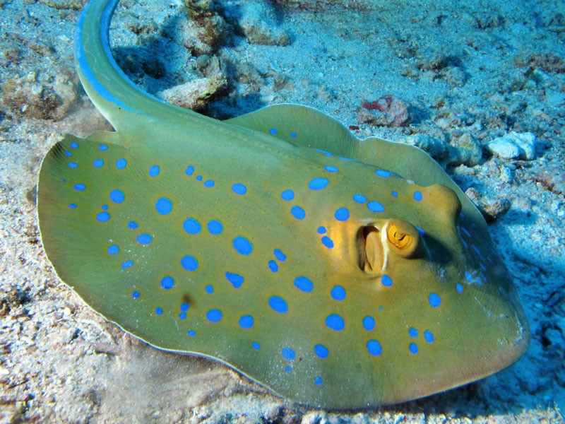 What is a stingray barb ? Marineland